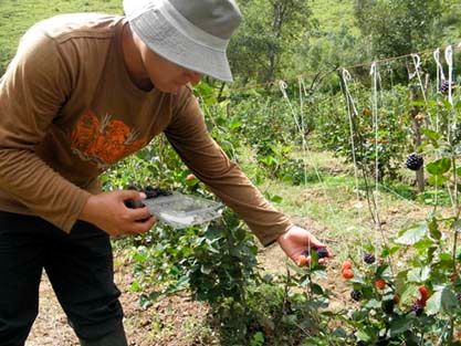 ZARZAMORA, en esta foto Tony  cosechando, estudiante de Universidad  Hermilio Valdizan- Huánuco.